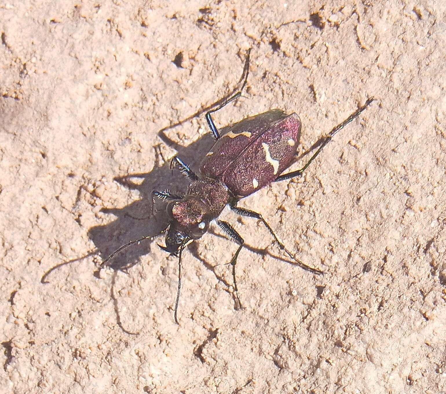 Image of Heath tiger beetle