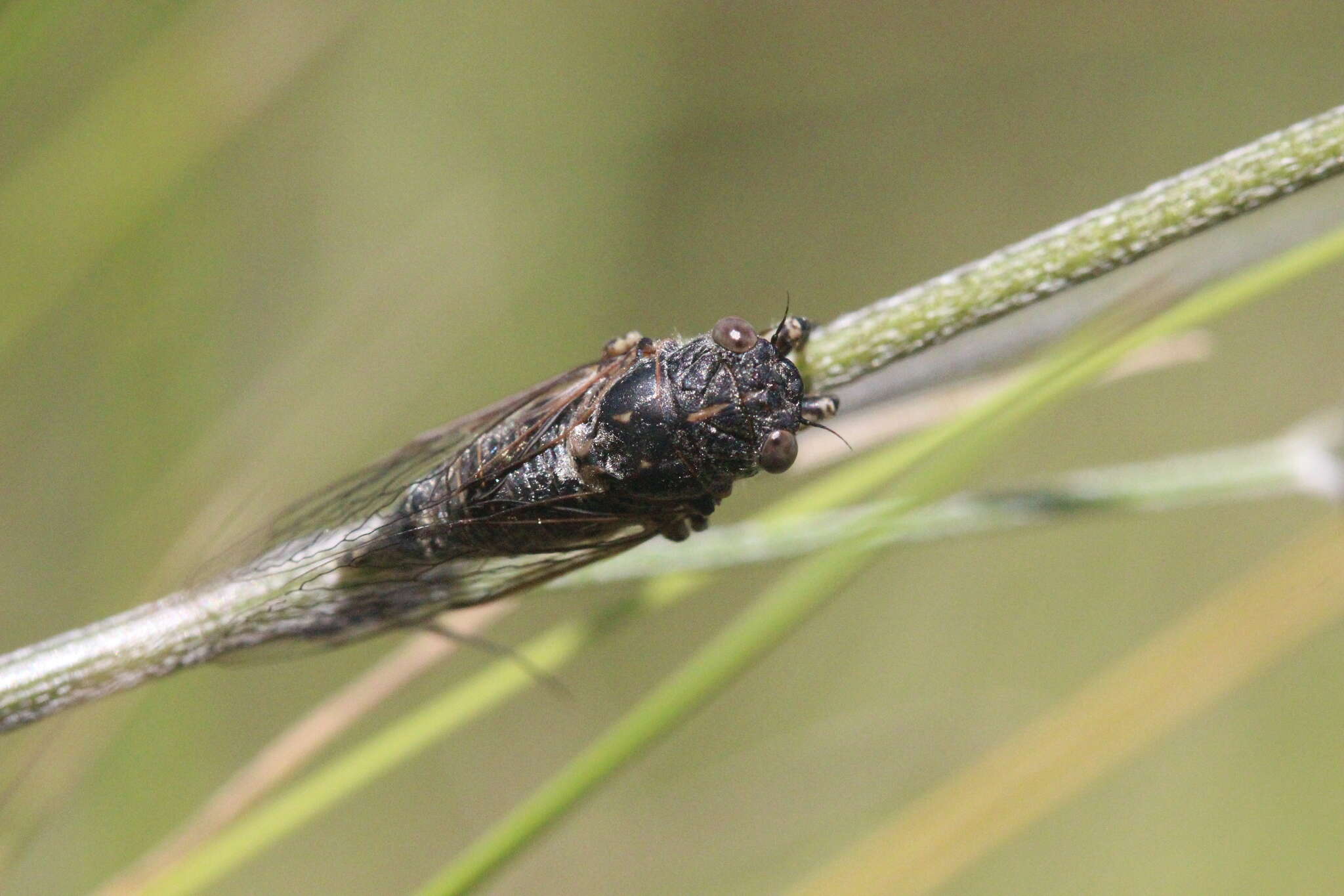 Tettigettula pygmea (Olivier 1790)的圖片