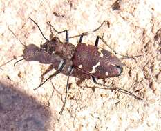 Image of Heath tiger beetle