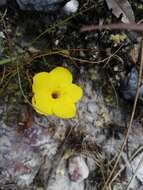 Image de Pachypodium brevicaule Baker