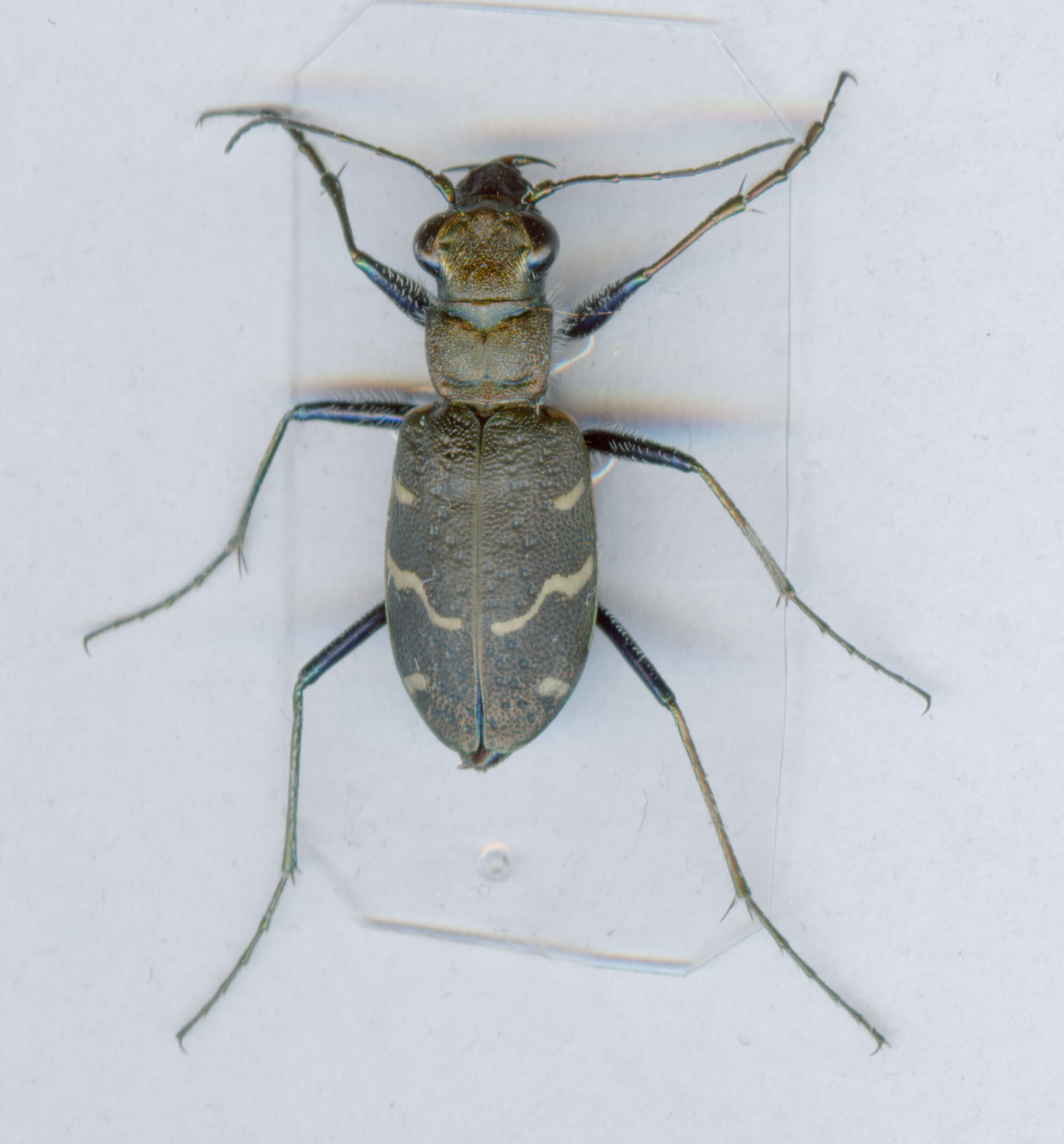 Image of Heath tiger beetle