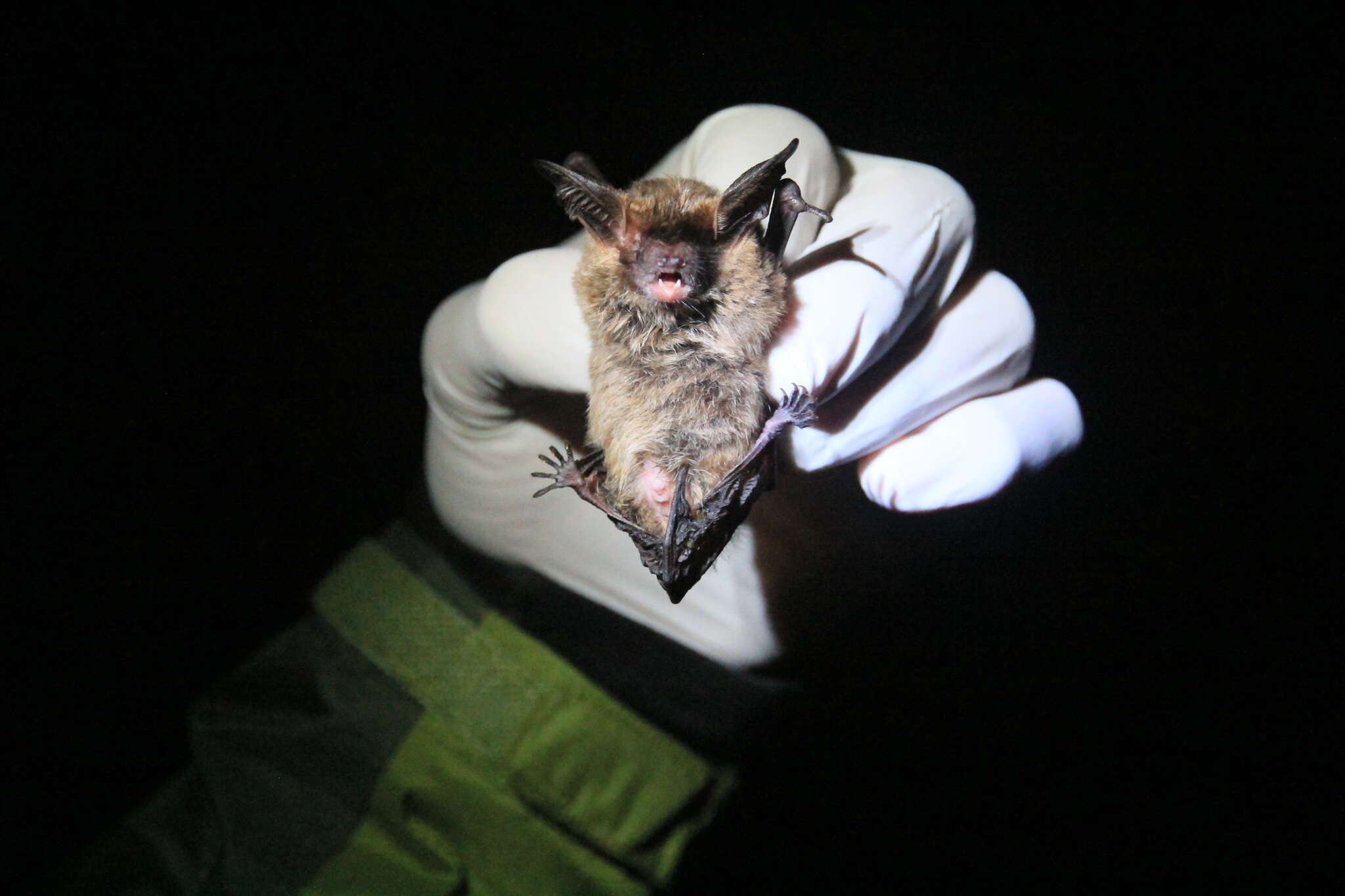 Image of Southern Big-eared Brown Bat