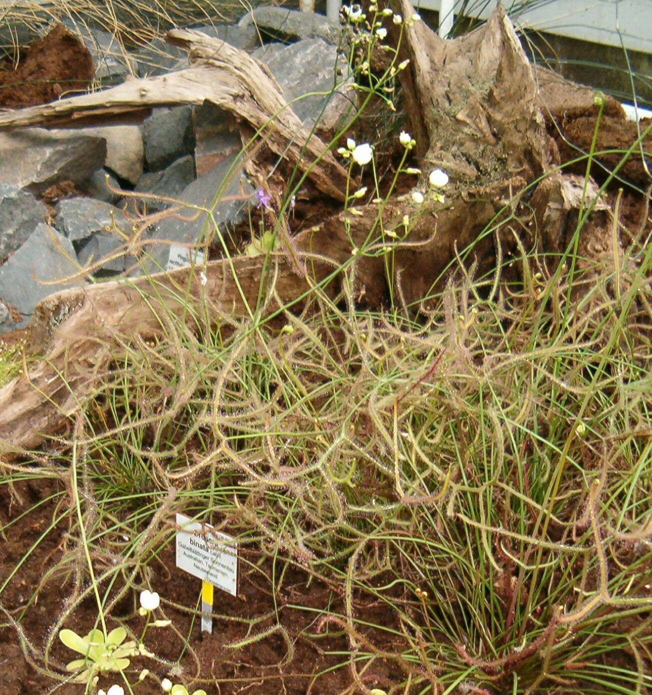 Image of Drosera binata Labill.