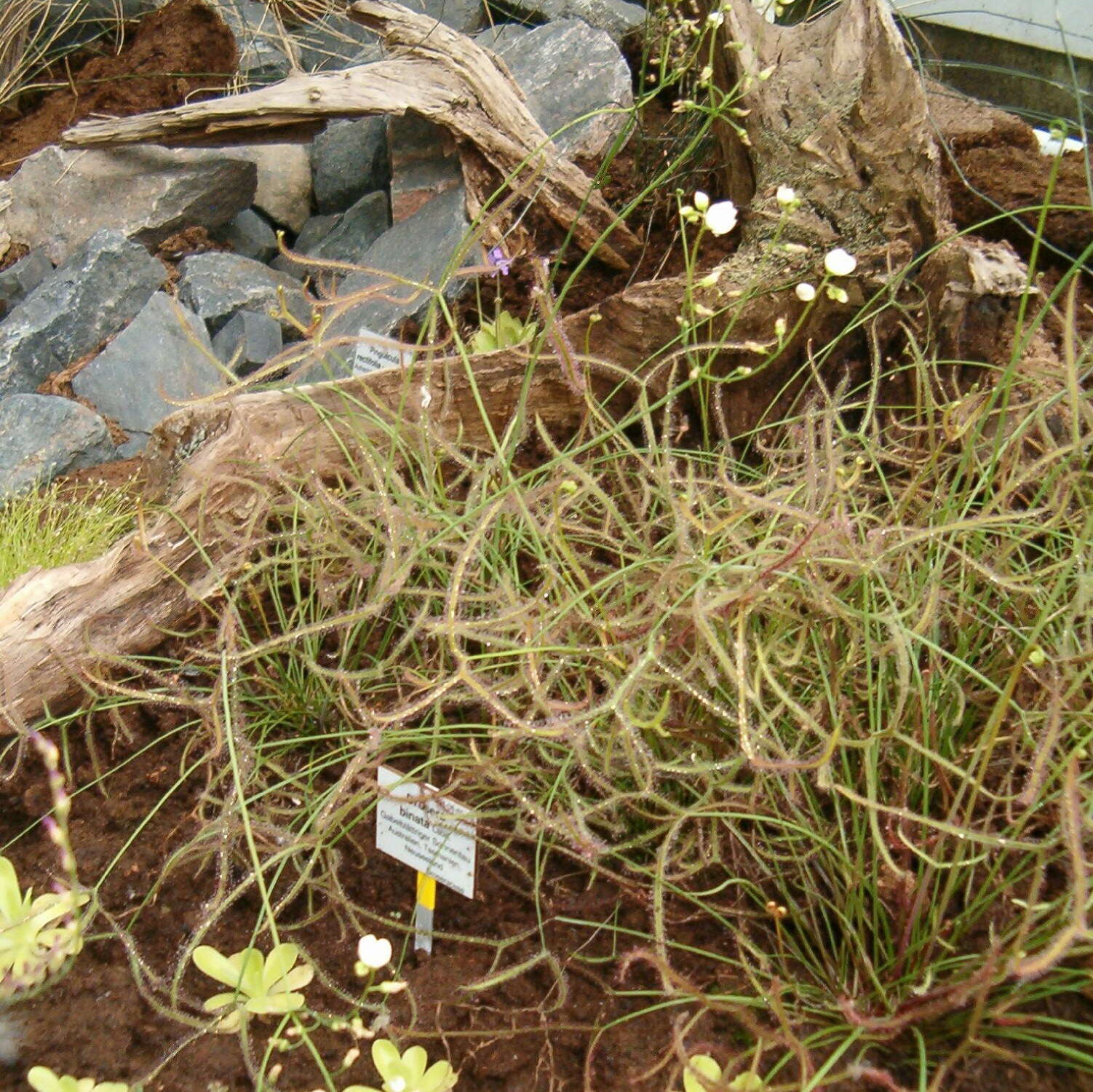 Image of Drosera binata Labill.