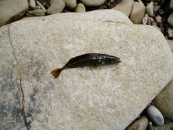 Image of Sakhalin stickleback