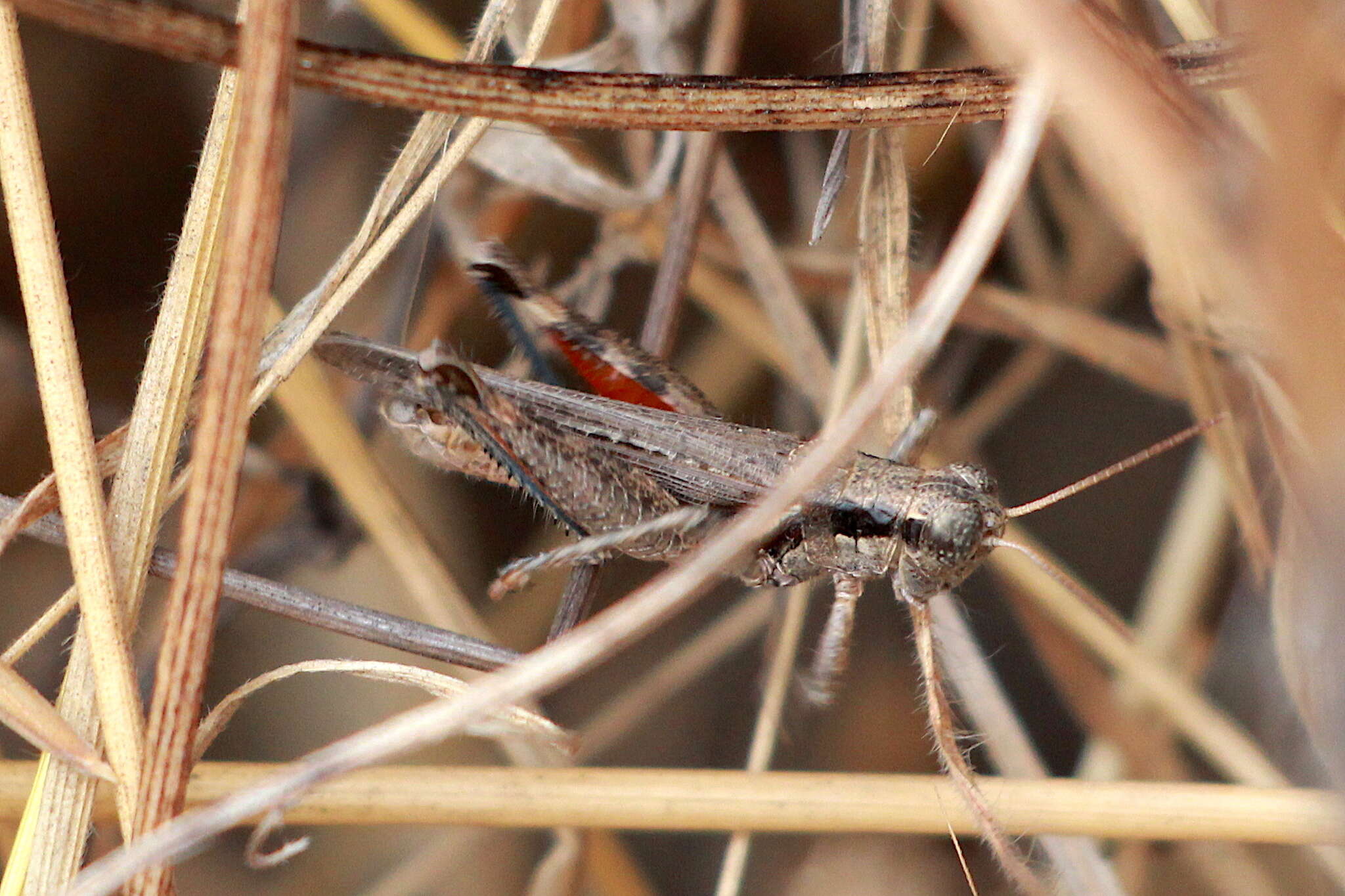 Image of Melanoplus cinereus cyanipes Scudder & S. H. 1897