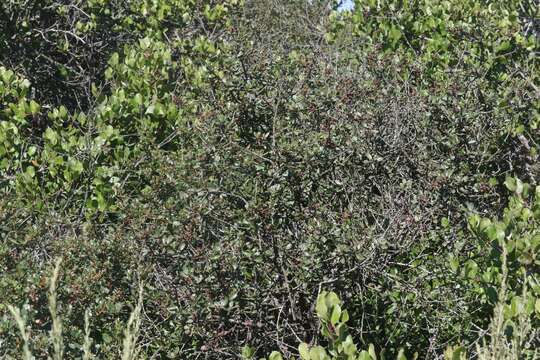 Sivun Ceanothus megacarpus Nutt. kuva