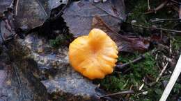 Image of Cantharellus cibarius Fr.