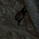Image of Blyth's Horseshoe Bat