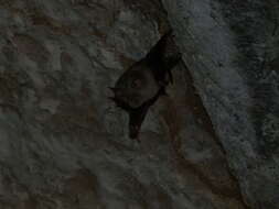 Image of Blyth's Horseshoe Bat