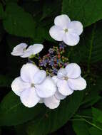 Image of Hydrangea serrata (Thunb.) Ser.