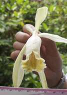 صورة Vanilla trigonocarpa Hoehne