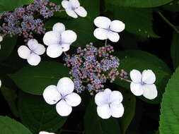 Image of Hydrangea serrata (Thunb.) Ser.