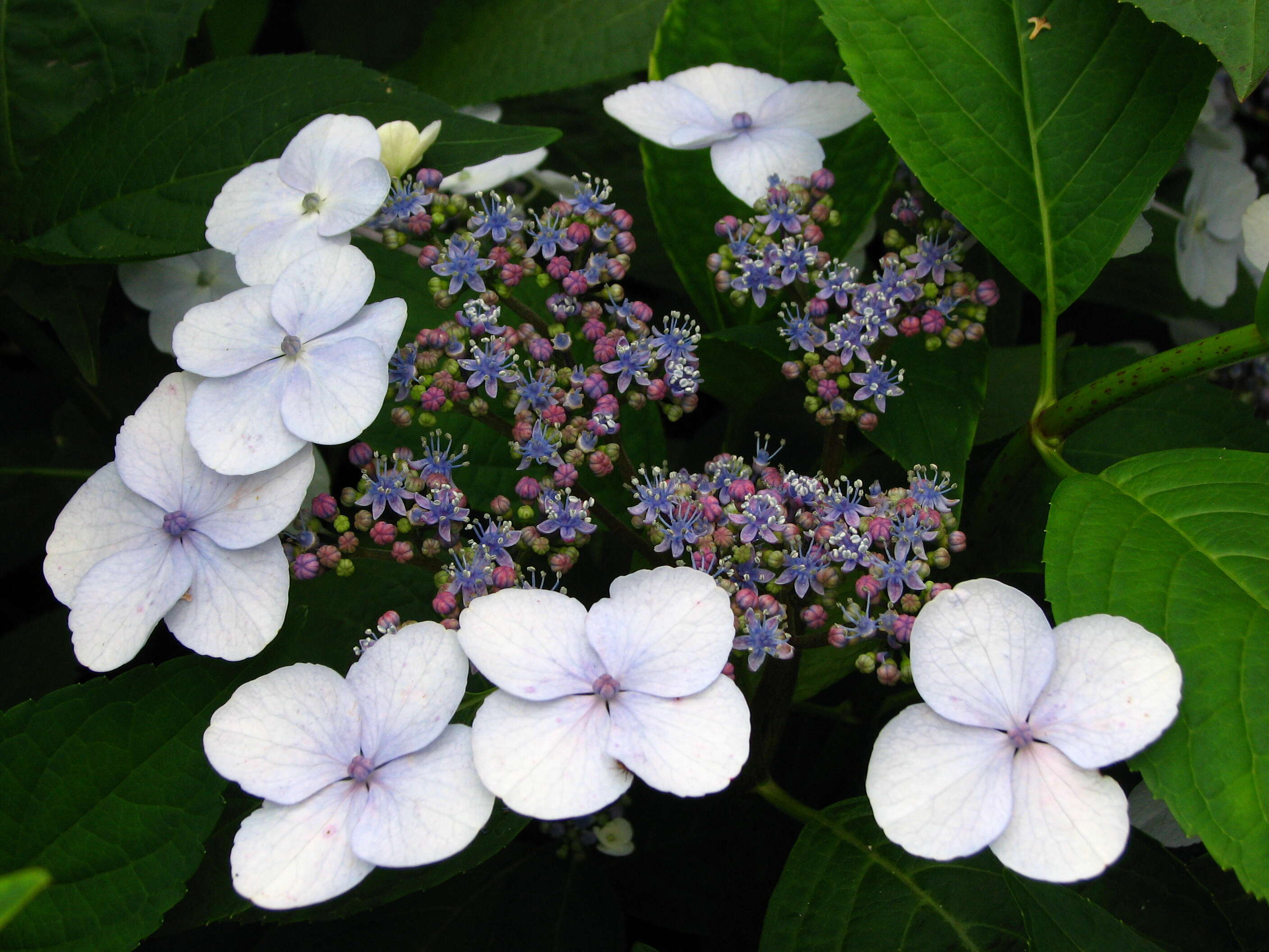 Image of Hydrangea serrata (Thunb.) Ser.