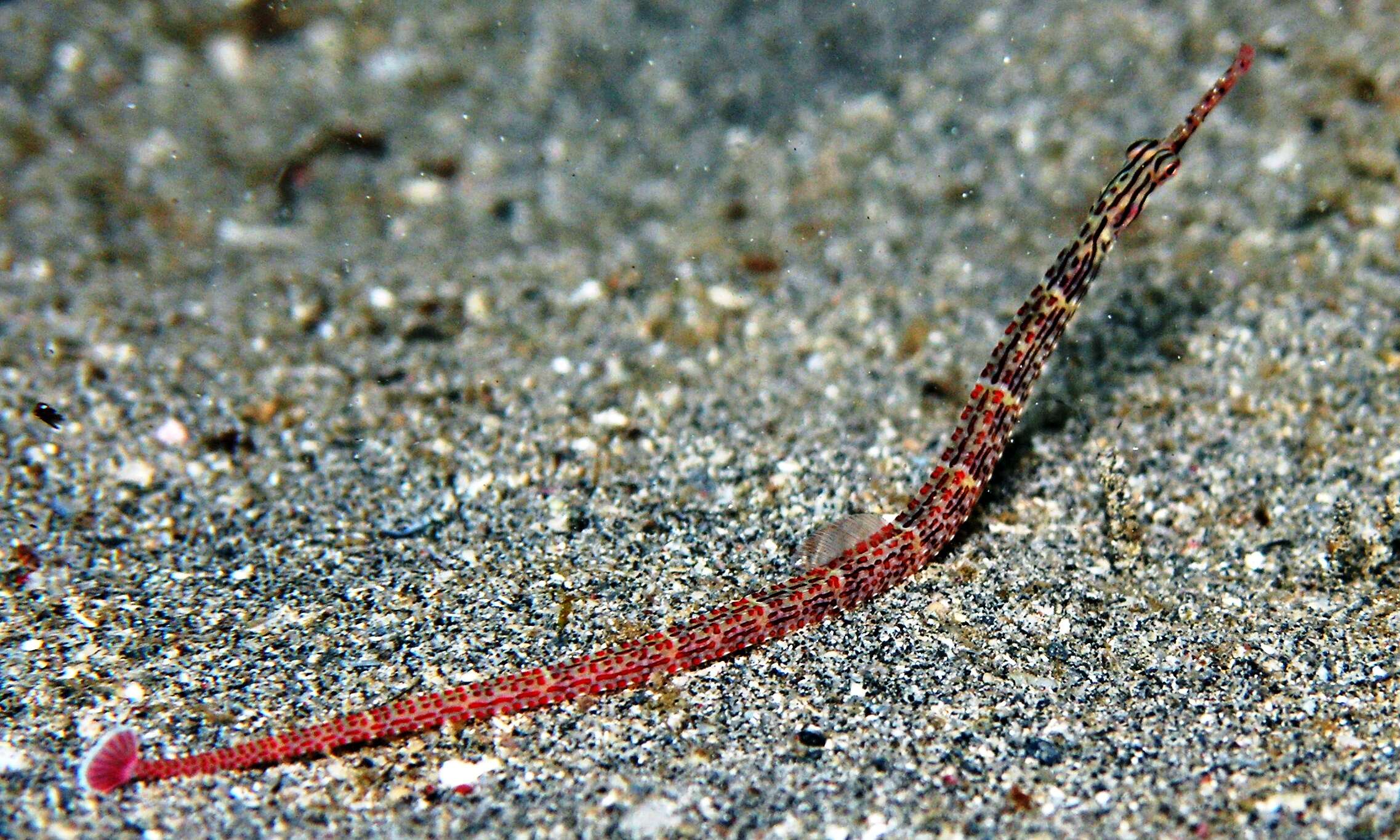 Image de Poisson-pipe annelé