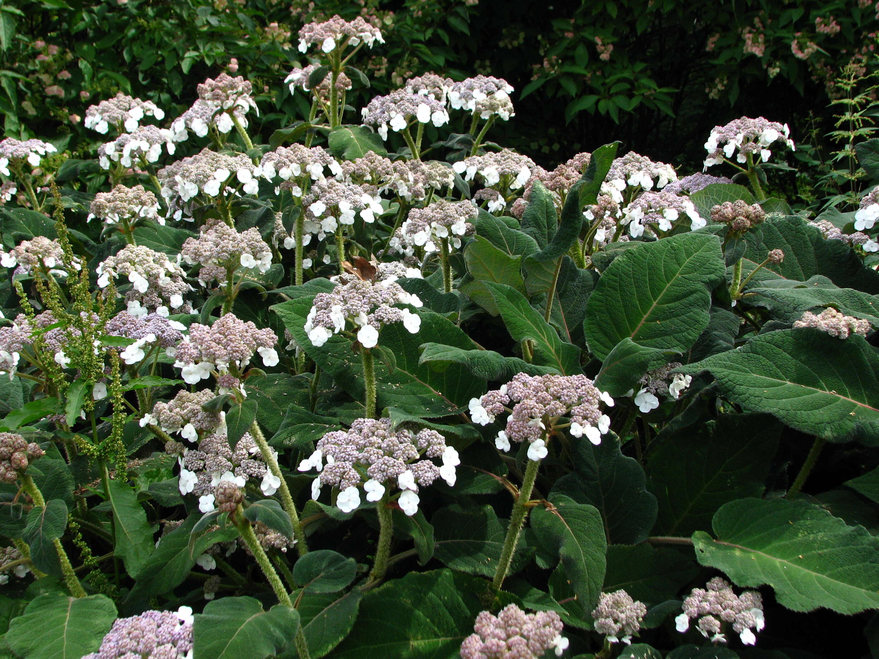 Image of Hydrangea aspera Buch.-Ham. ex D. Don