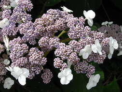 Image of Hydrangea aspera Buch.-Ham. ex D. Don