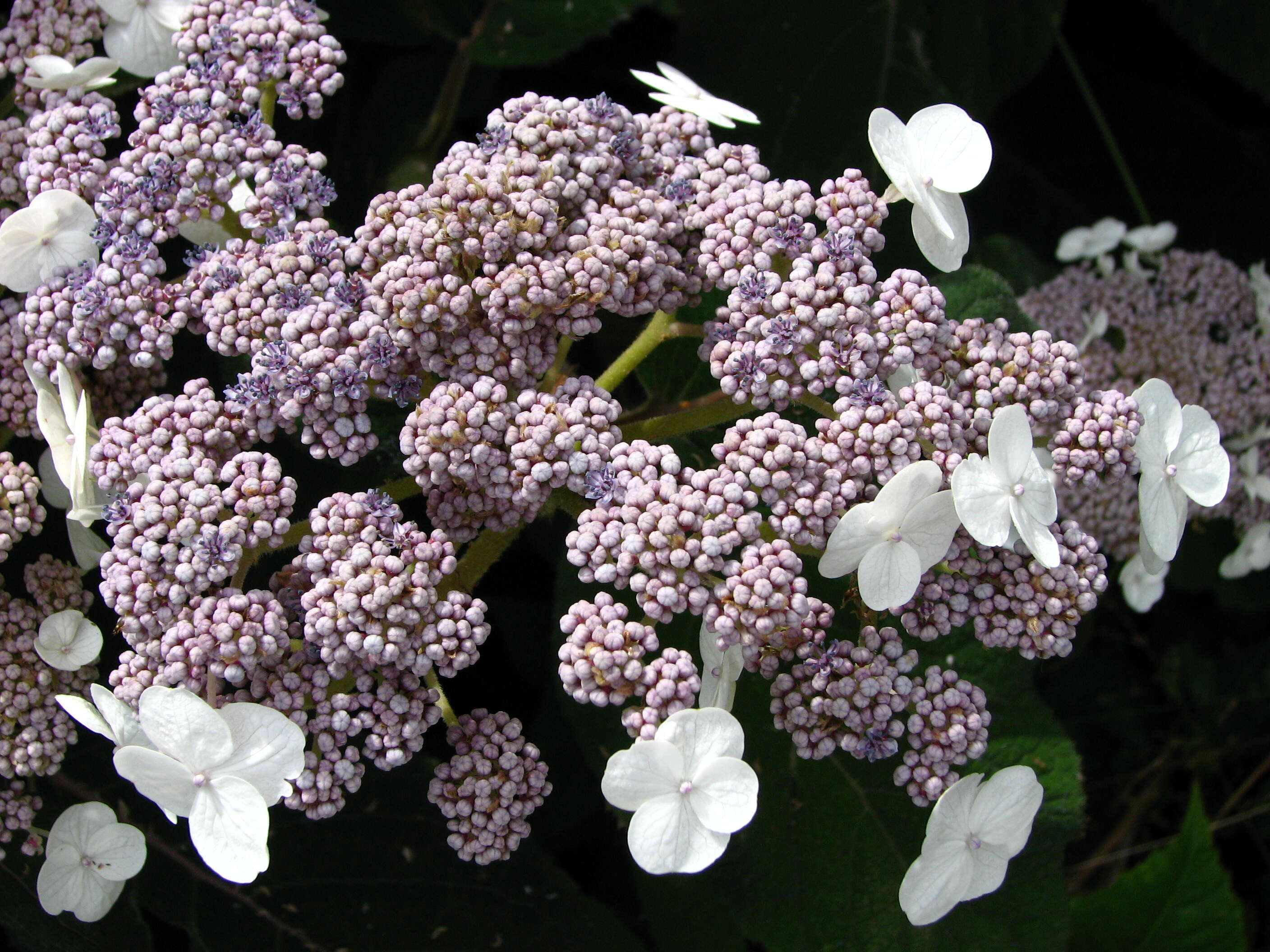 Sivun Hydrangea aspera Buch.-Ham. ex D. Don kuva