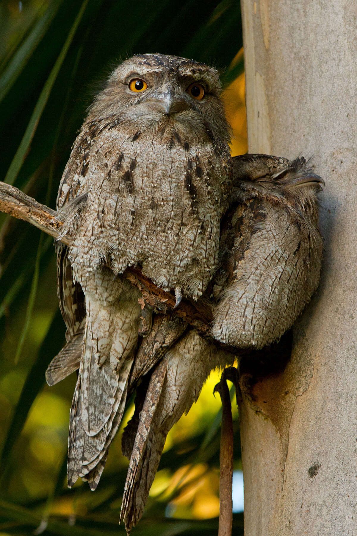 Image of Tawny Frogmouth