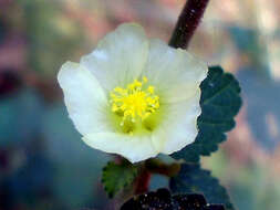 Image of country mallow