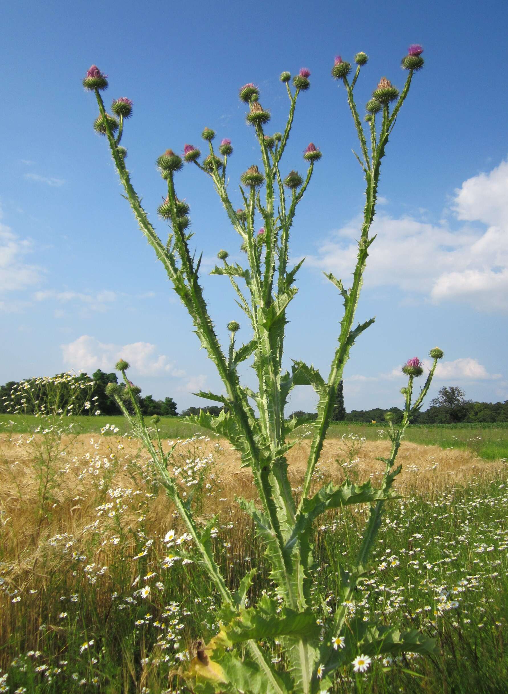 Image of Cotton Thistle