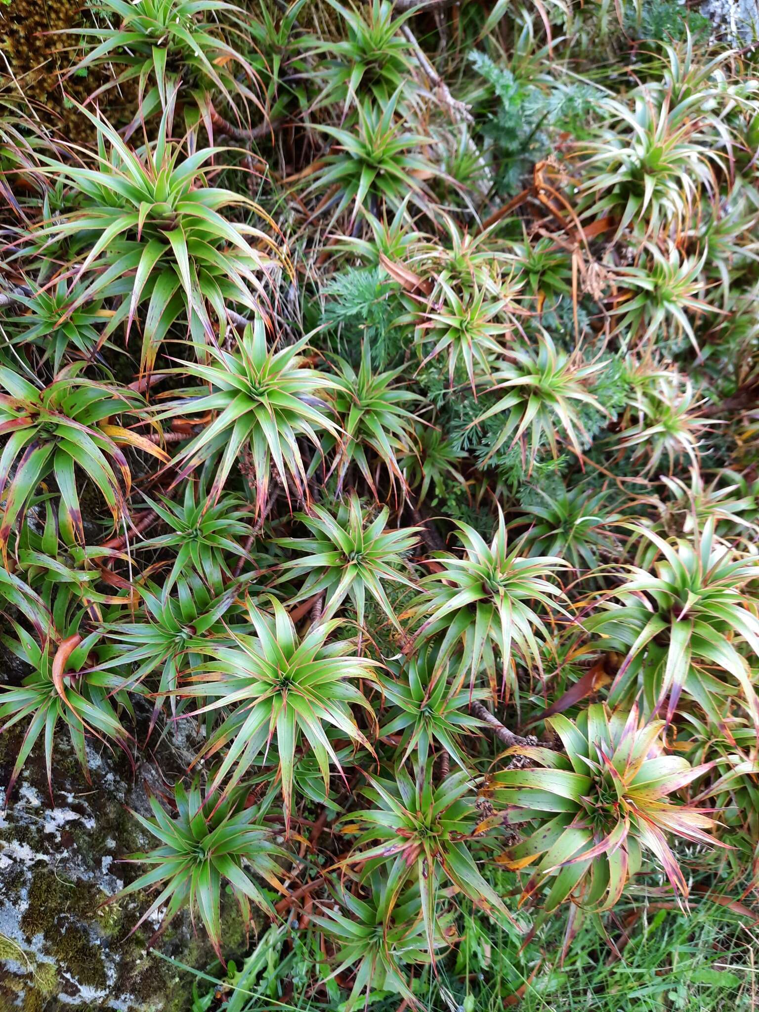 Imagem de Dracophyllum menziesii Hook. fil.