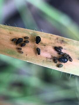 Image of Aphid