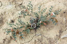 Image de Zygophyllum macropterum C. A. Mey.