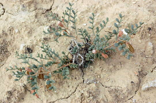 Image of Zygophyllum macropterum C. A. Mey.