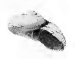 Image of Margarites ecarinatus (Dall 1919)