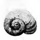 Image of Margarites ecarinatus (Dall 1919)