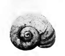 Image of Margarites ecarinatus (Dall 1919)