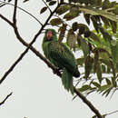 Image of Great-billed Parrot