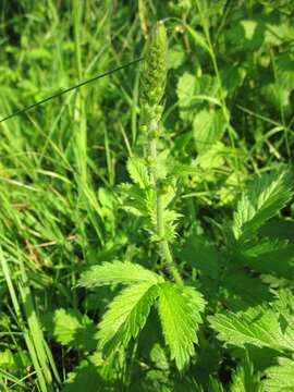 Image of Agrimony