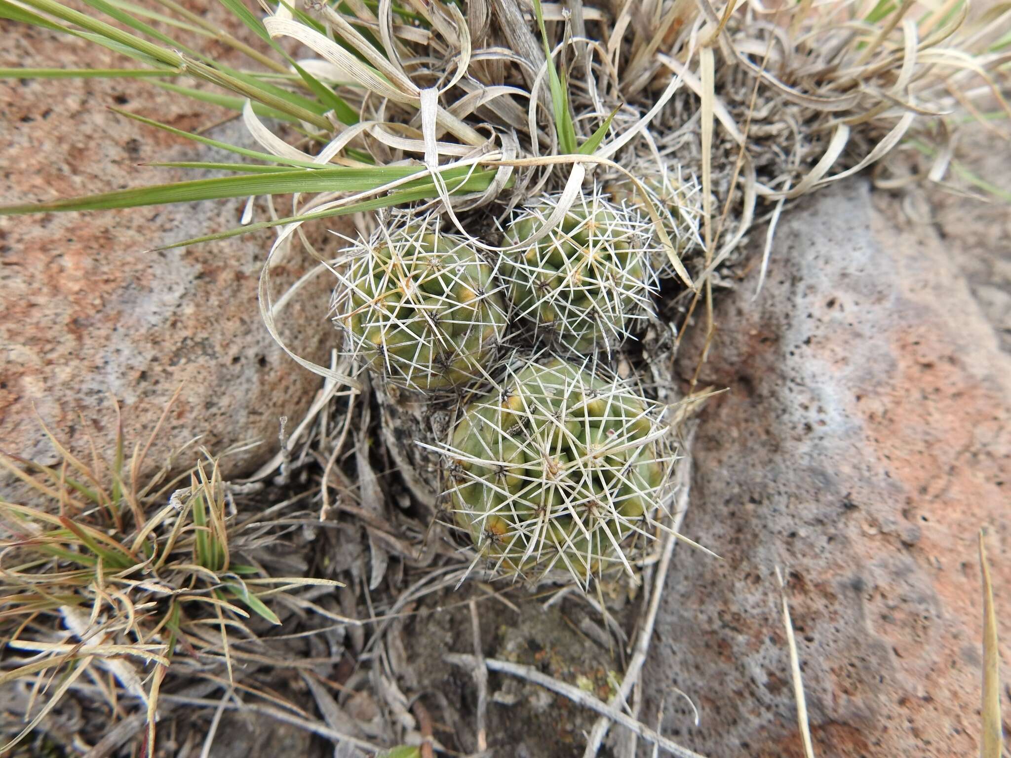 Image of Coryphantha clavata (Scheidw.) Backeb.