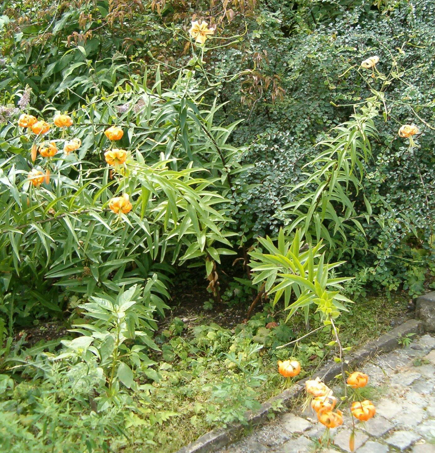 Image of Henry's lily