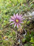 Image of Sempervivum montanum subsp. carpaticum Wettst. ex Hayek