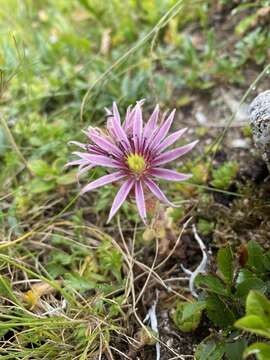 Image of Sempervivum montanum subsp. carpaticum Wettst. ex Hayek