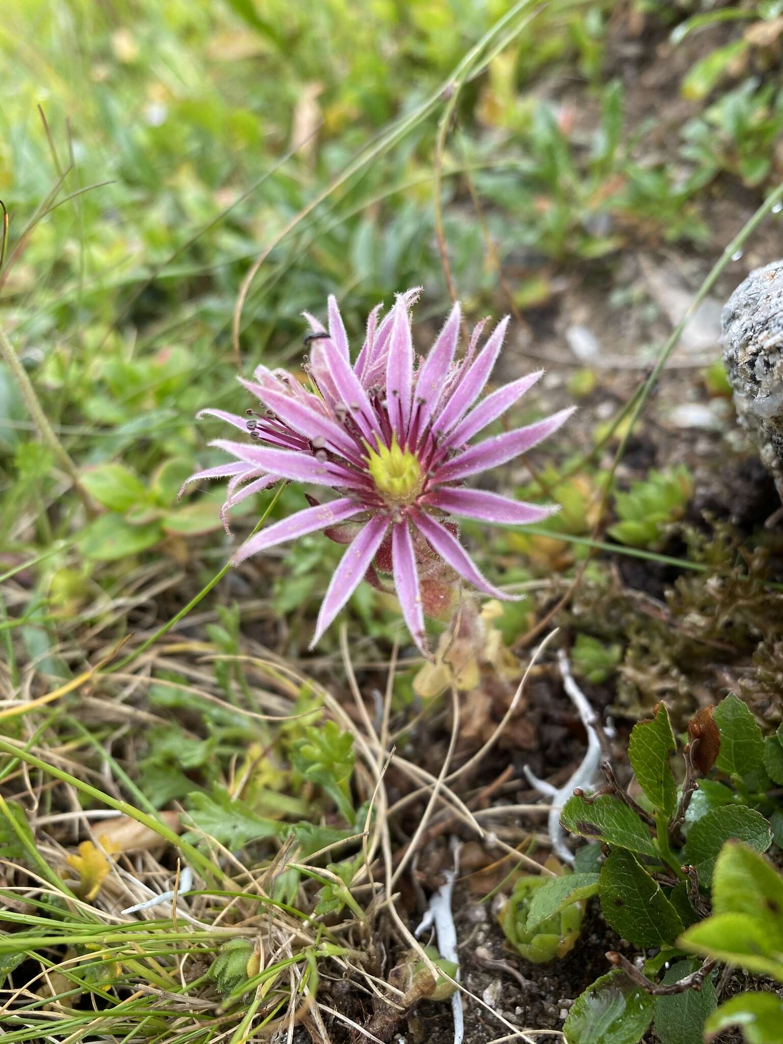 Image of Sempervivum montanum subsp. carpaticum Wettst. ex Hayek