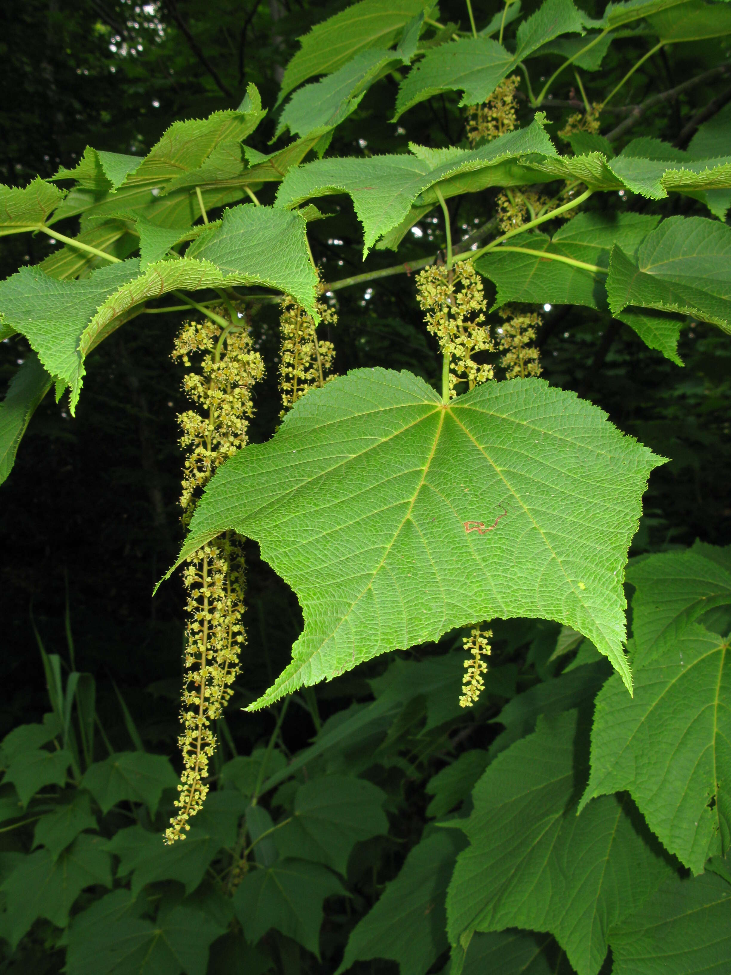 Image of Nippon maple