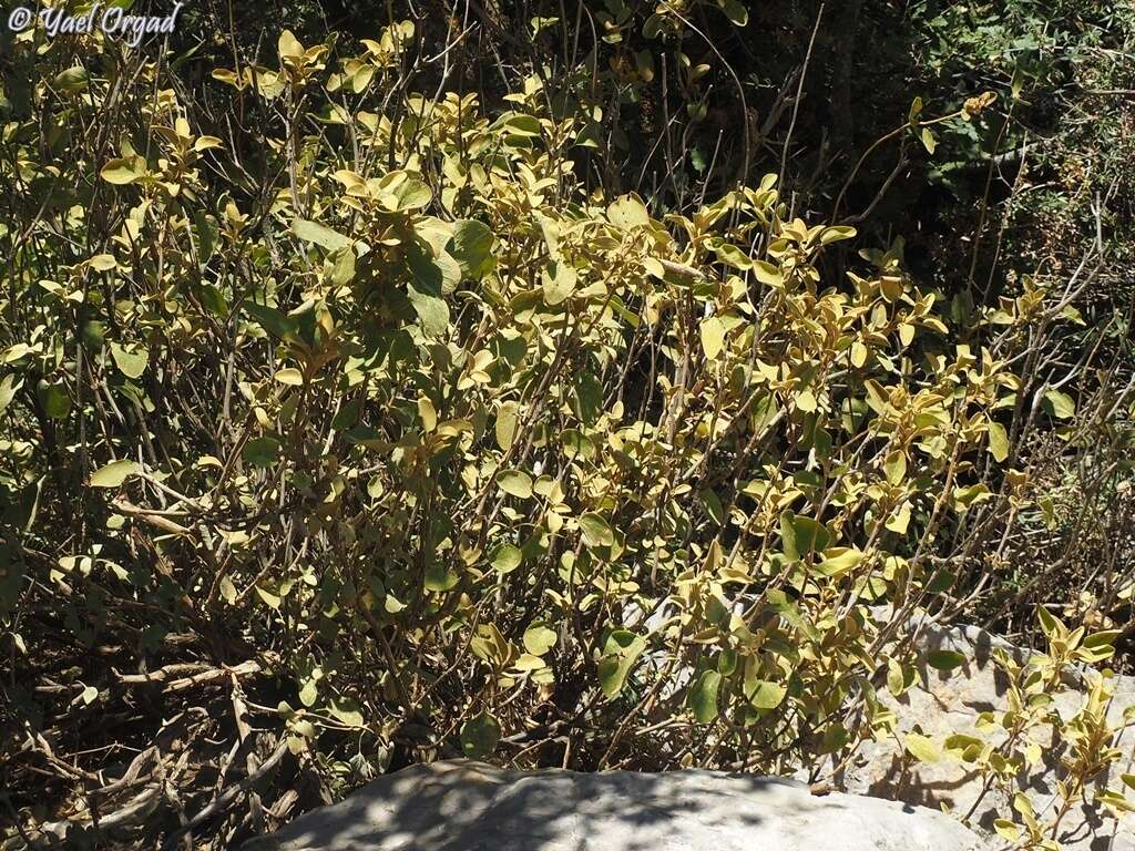 Image of Phlomis chrysophylla Boiss.