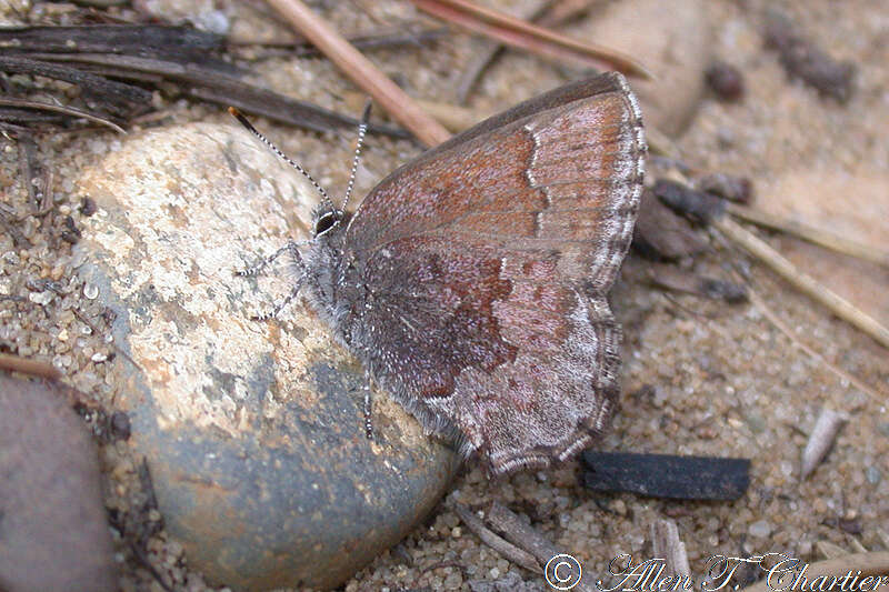 Plancia ëd Callophrys polios (Cook & Watson 1907)