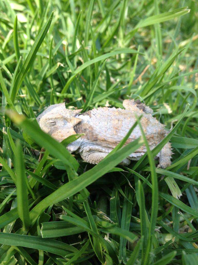 Image of Short-tailed horned lizard