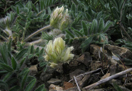 Plancia ëd Oxytropis pallasii Pers.