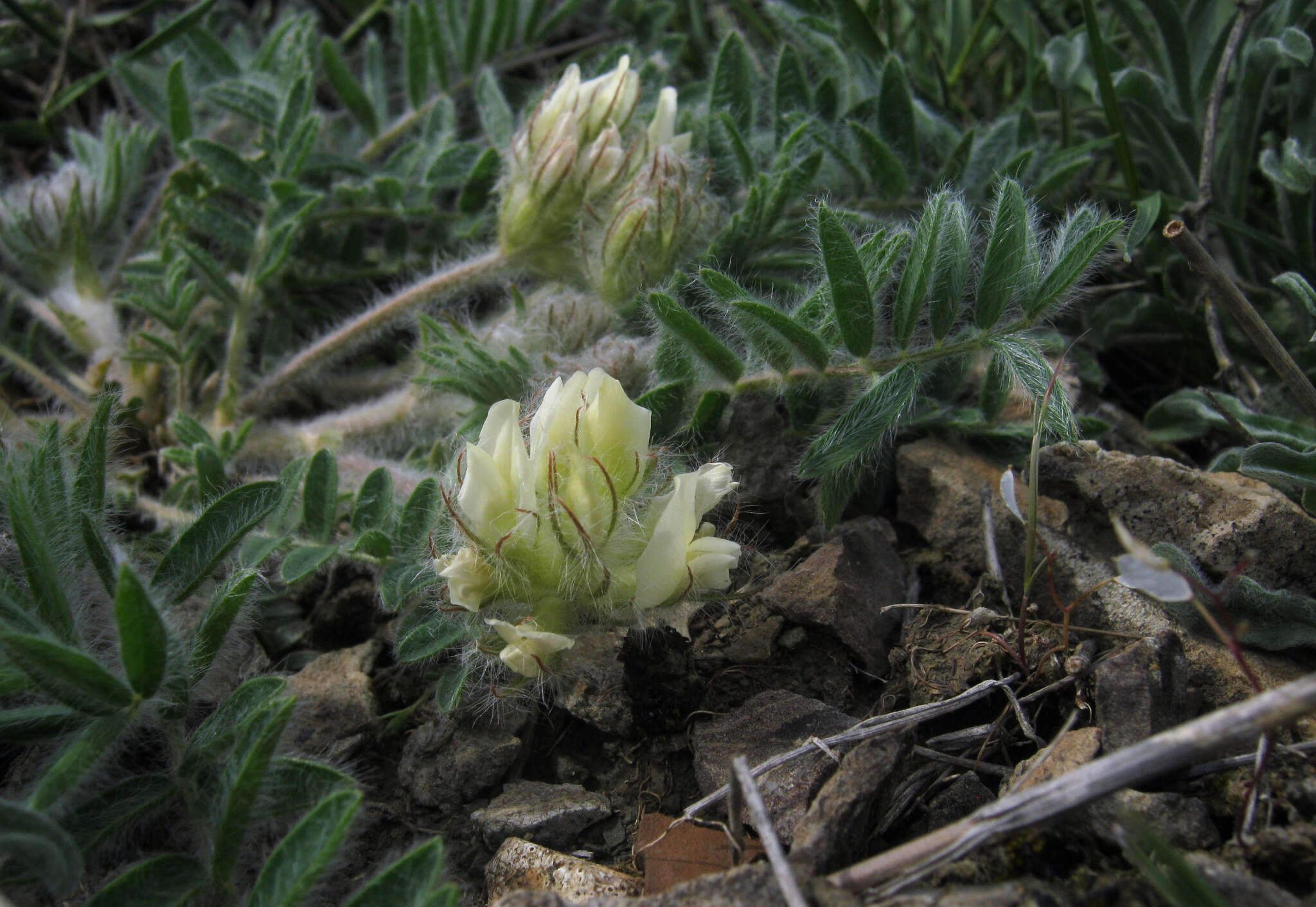 Image of Oxytropis pallasii Pers.