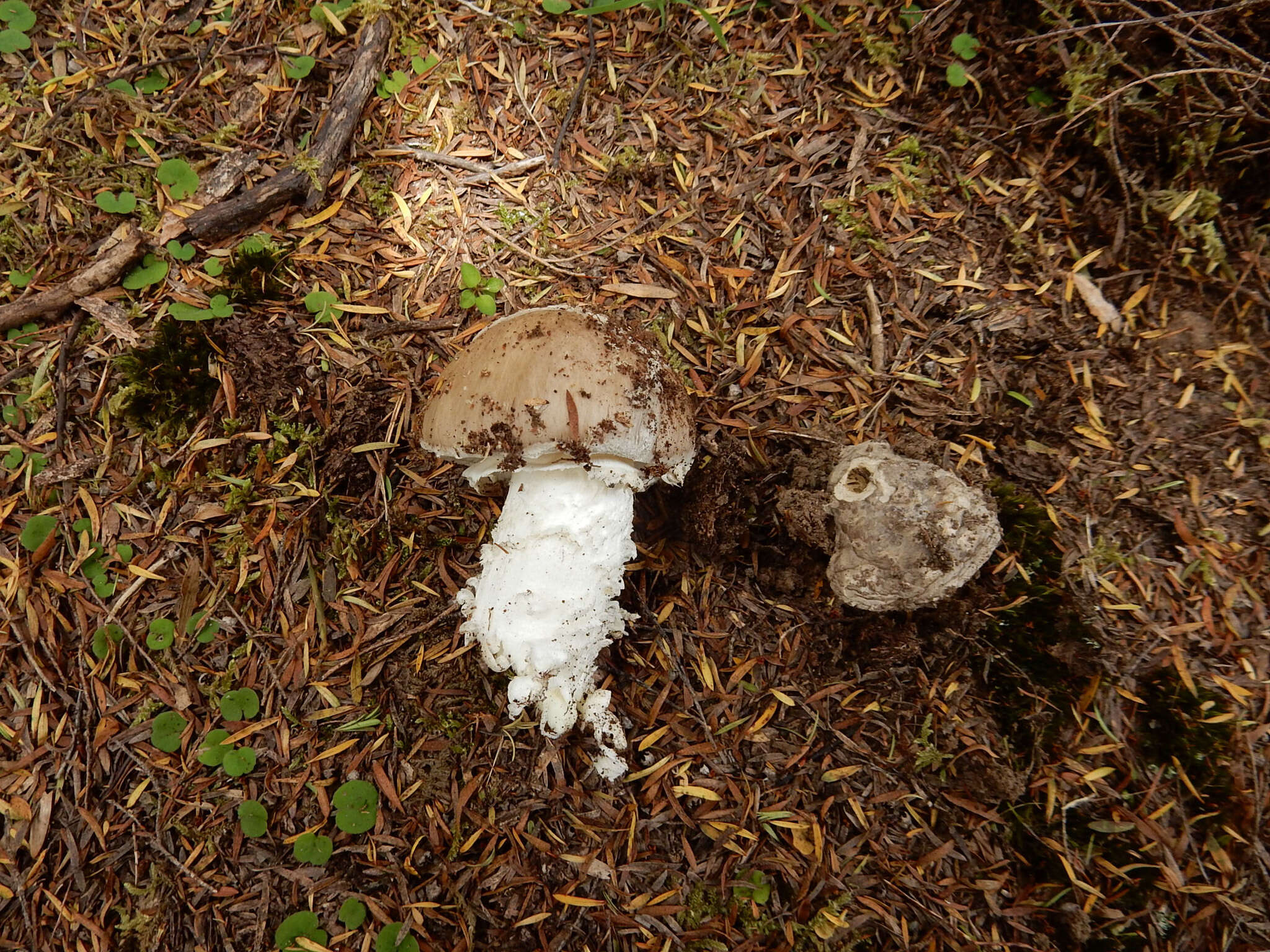 Plancia ëd Amanita karea G. S. Ridl. 1991