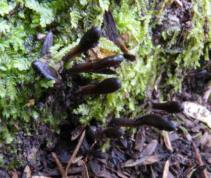 Sivun Glutinoglossum exiguum Hustad & A. N. Mill. 2015 kuva