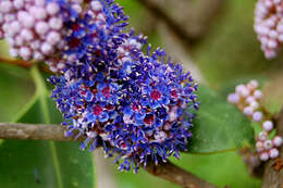 Image of Memecylon umbellatum Burm. fil.