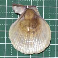 Image of squamose scallop