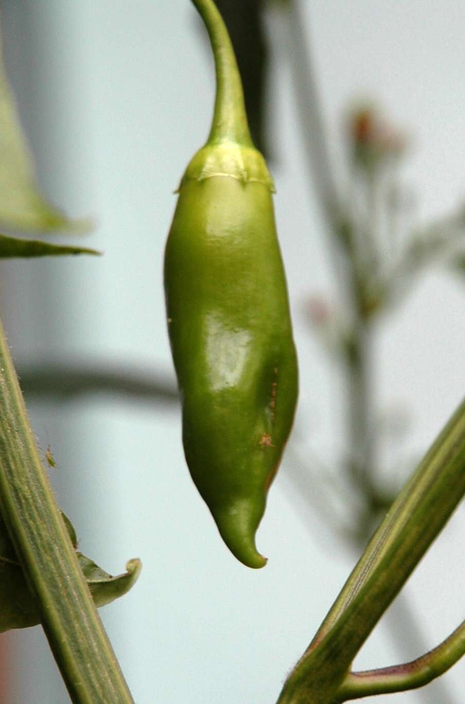 Plancia ëd Capsicum baccatum L.